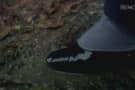 Poirot's Patent Leather Boots & Spats