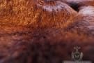 Another Beaver Fur