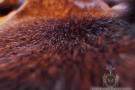 Beaver Fur