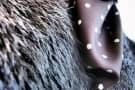 Beaver Fur Detail