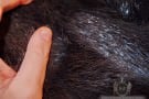 Beaver Under Hair
