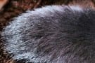 How To Buy Quality Fur Coats