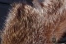 Lapel Shaped Fur Collar - Racoon