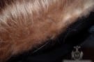 Missing Guard Hair - Fur Is Not In Good Shape