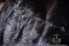 Nutria Fur Lining