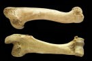 Deer Shoe Bone