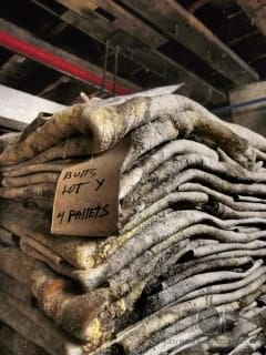 Salted Horsehides