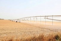 Albini Cotton Fields in Egypt