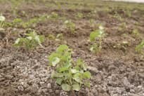 Egyptian Cotton Plant