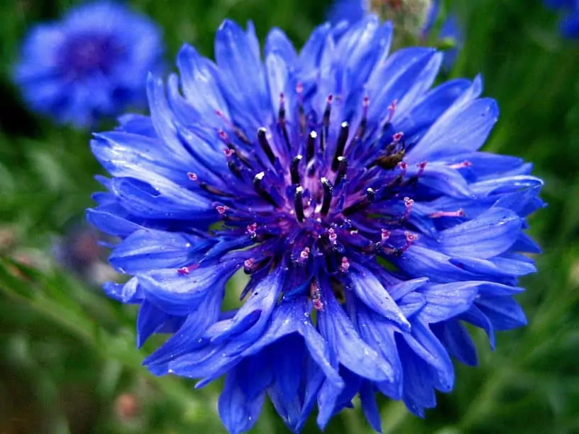 boutonniere blue cornflower