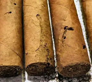 Cigar Beetle Hole