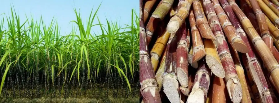 Sugarcane - the base of rum