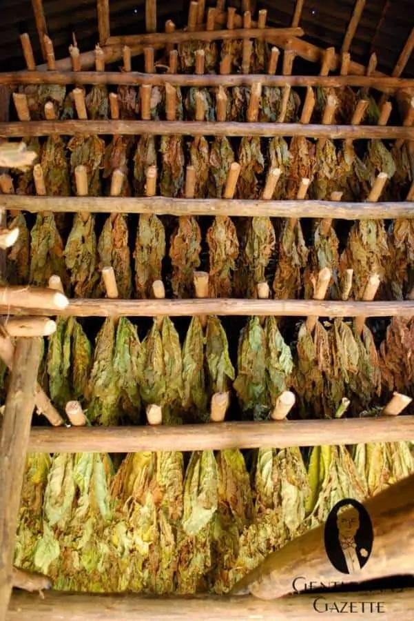 Tobacco drying house with the freshest leaves at the bottom