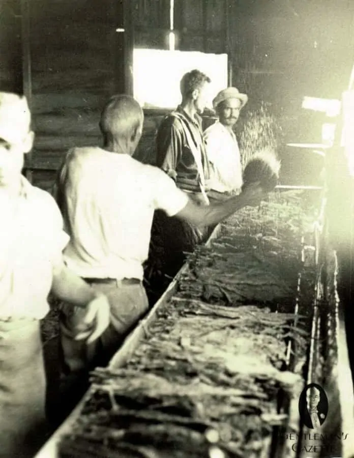 Tobacco moistening after fermentation - archival picture