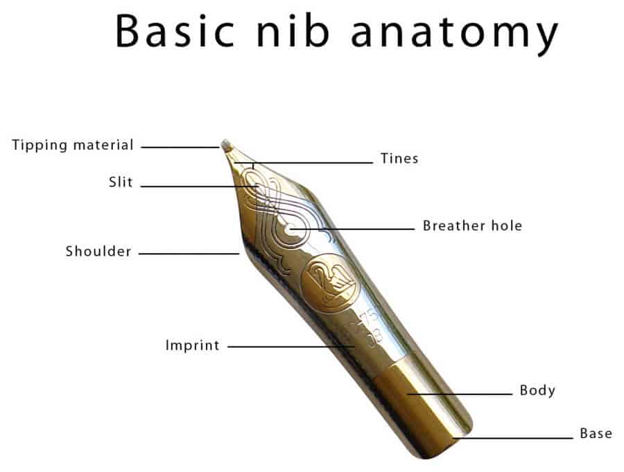 The anatomy of the nib