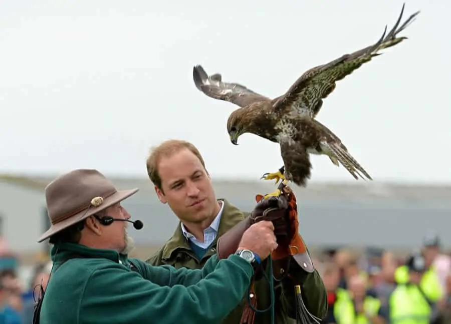 Prince William inspecting a hawk