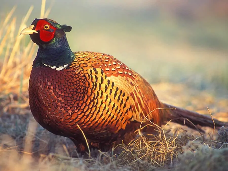 The common pheasant is a popular game for recreational shoots
