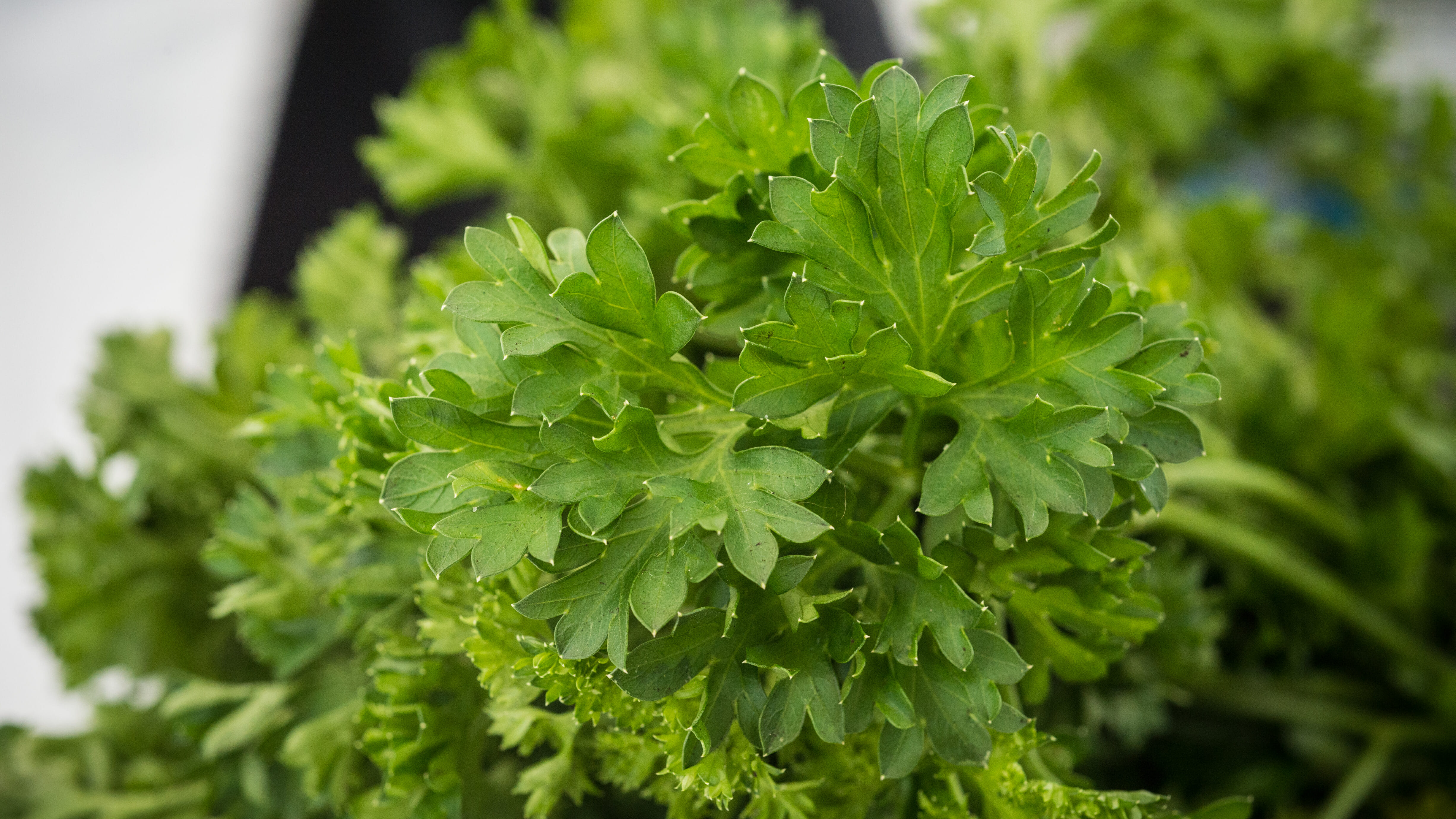 Fresh parsley, a great choice for seasoning steak.