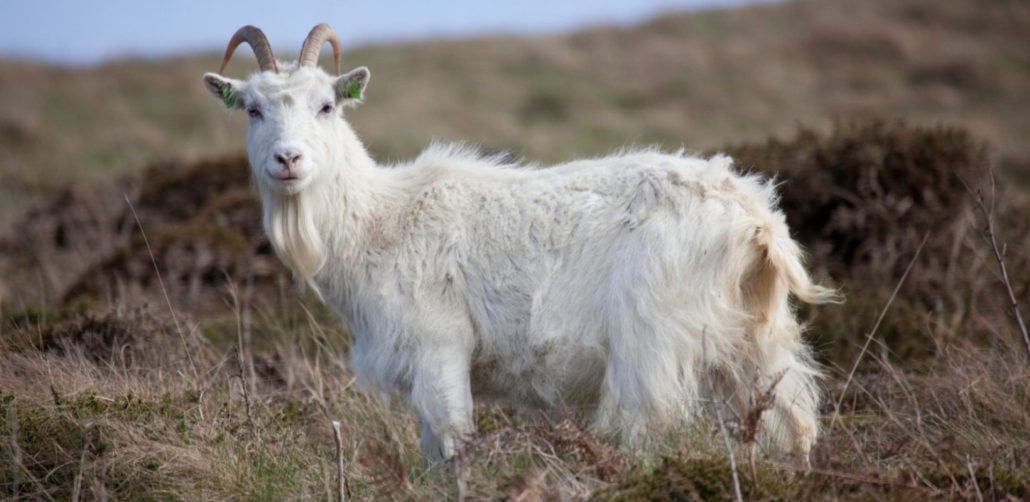 Cashmere goat