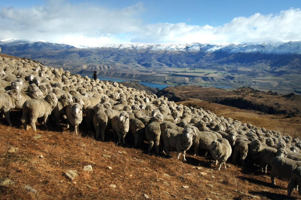 Merino Sheep