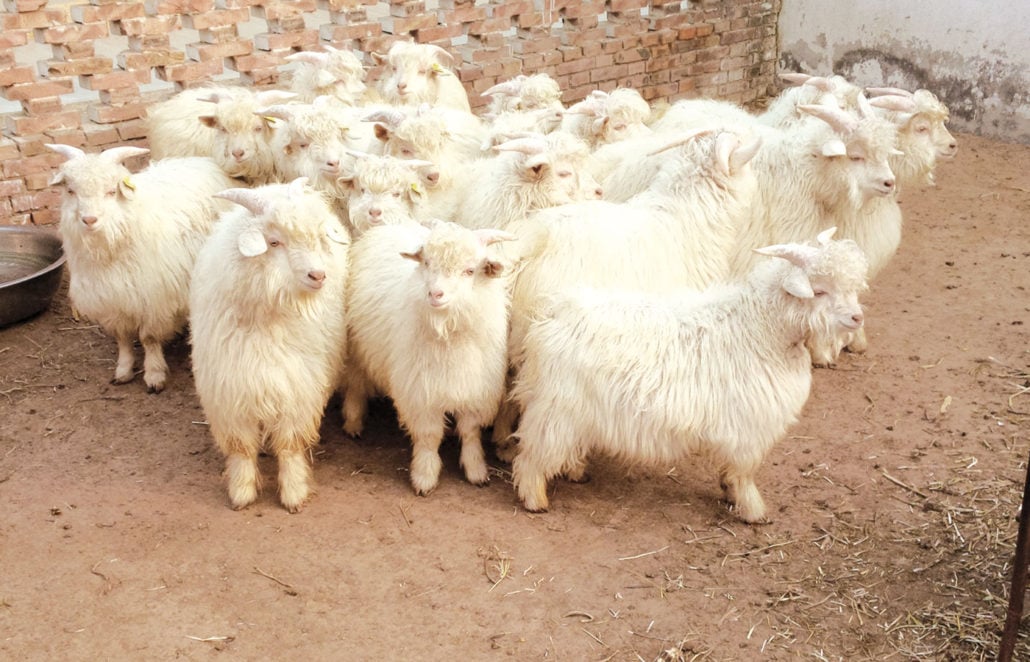 Cashmere goats