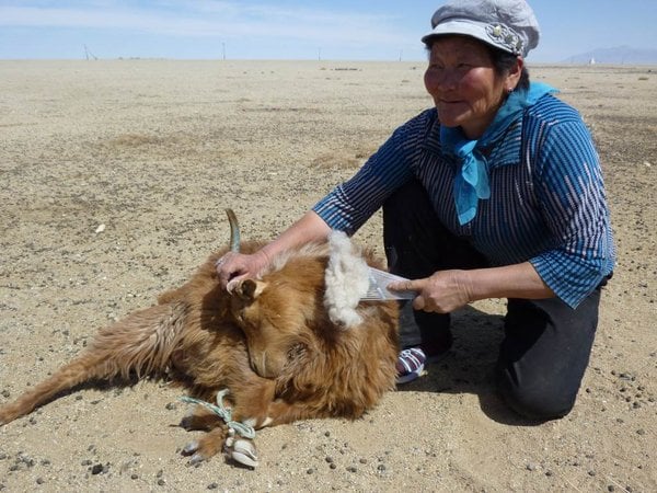 Combing cashmere fibers in Mongolia