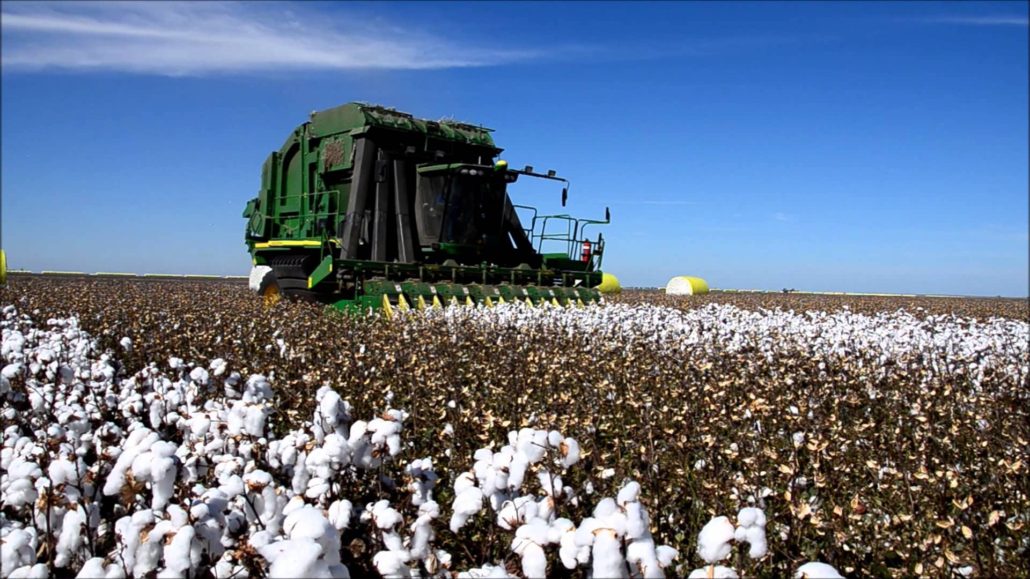 Australian Mechanical Cotton Harvesting