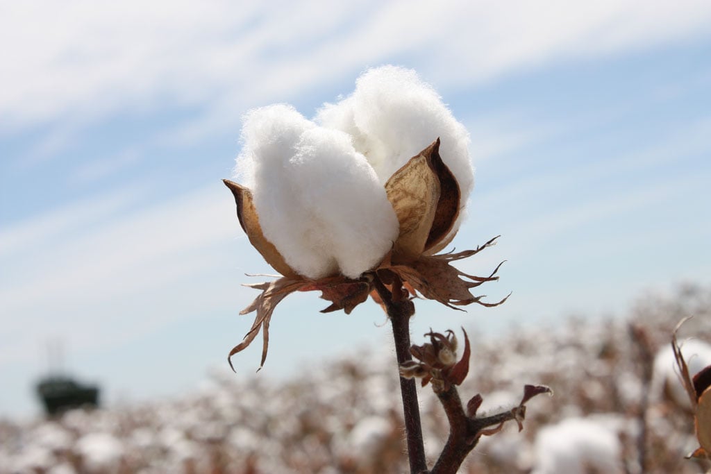 Cotton Boll Cotton Boll