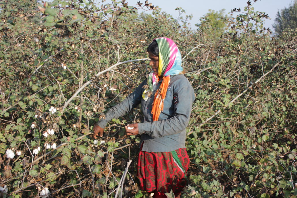 Hand picking cotton in India