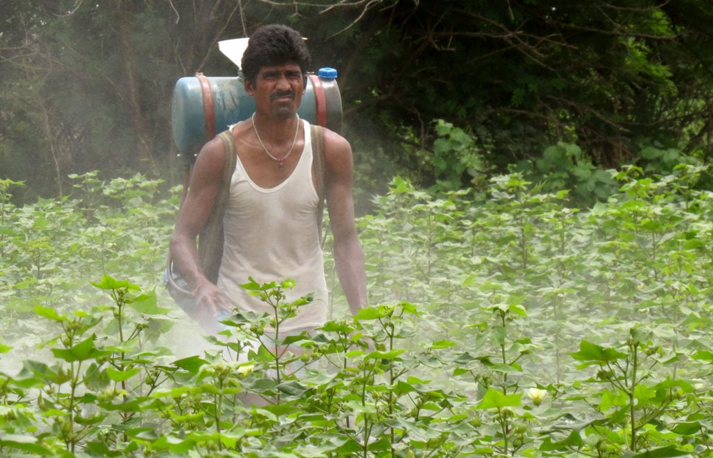 Insecticide Use Is Particularly High With Cotton Insecticide use is particularly high with cotton