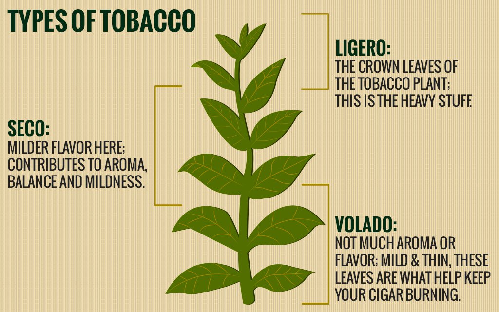 Tobacco leaves and their roles