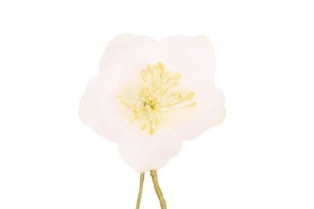 White Christmas Rose Boutonniere Buttonhole Flower Fort Belvedere