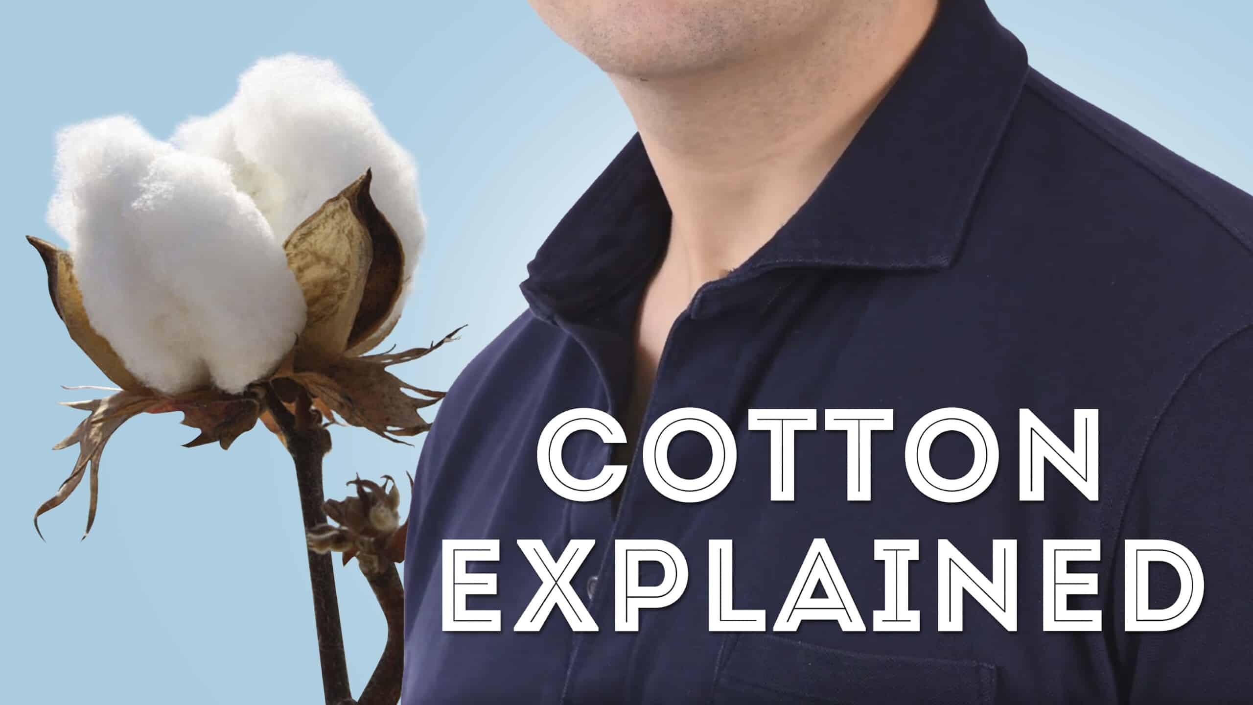 cotton explained 3840x2160 scaled