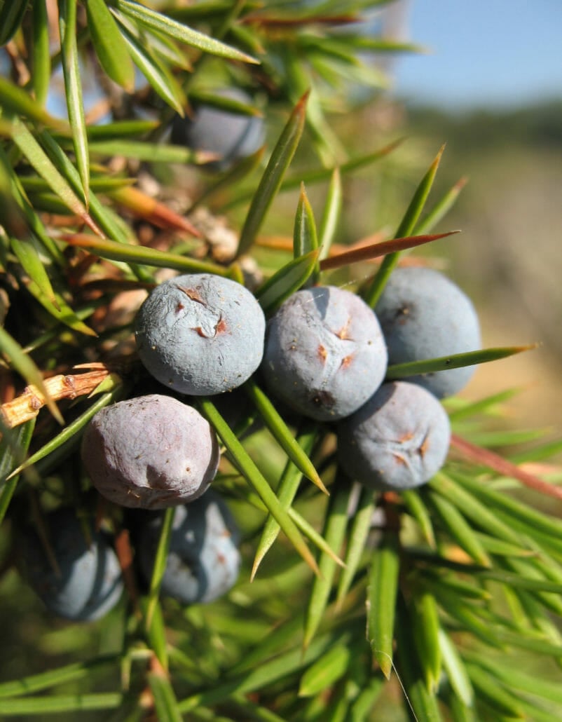 Juniper, the materia prima of gin