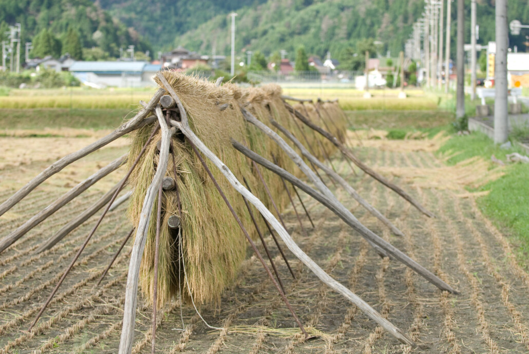 Rice-straw-hanging-and-drying