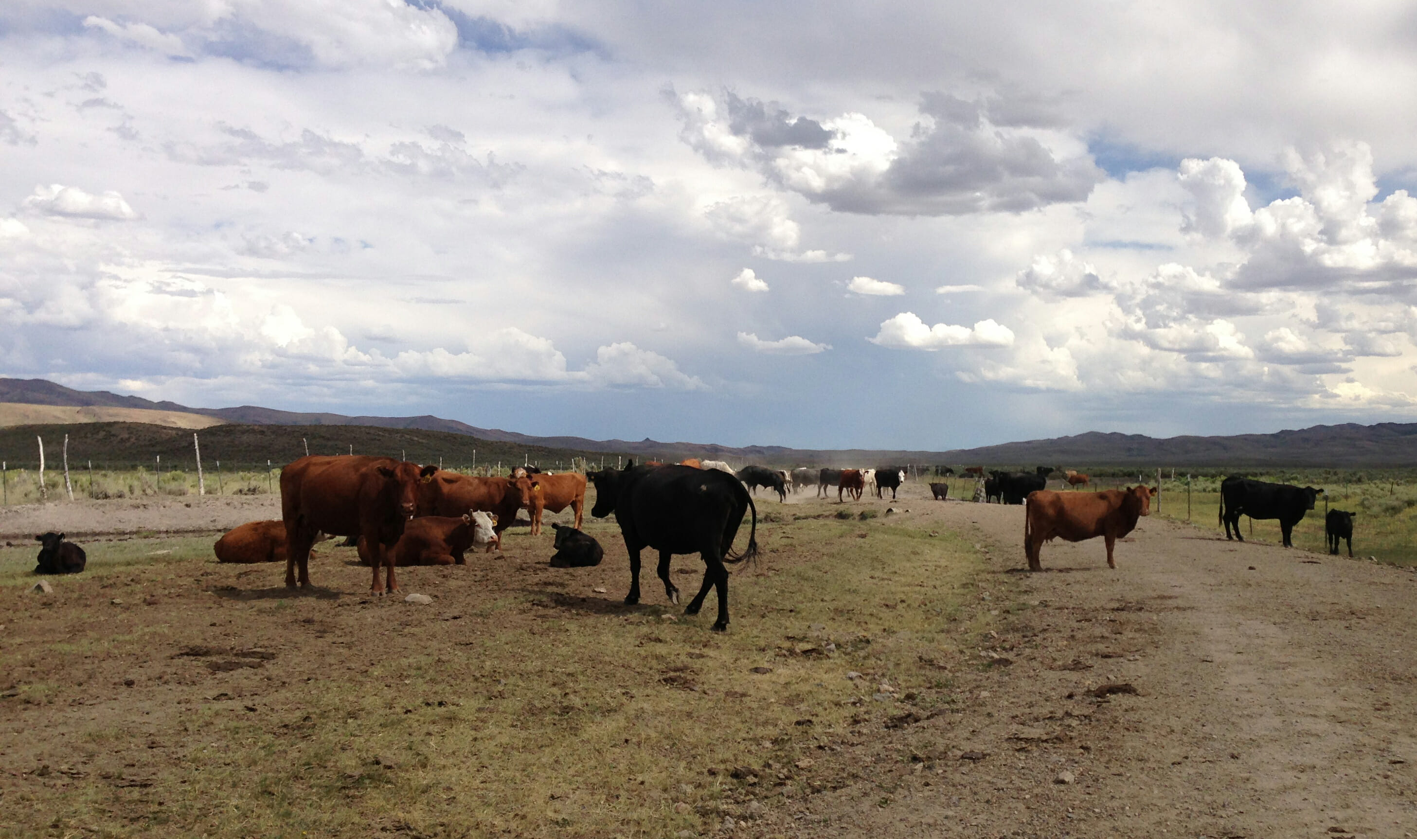 Cattle on a ranch near Elko, Nevada, USA.