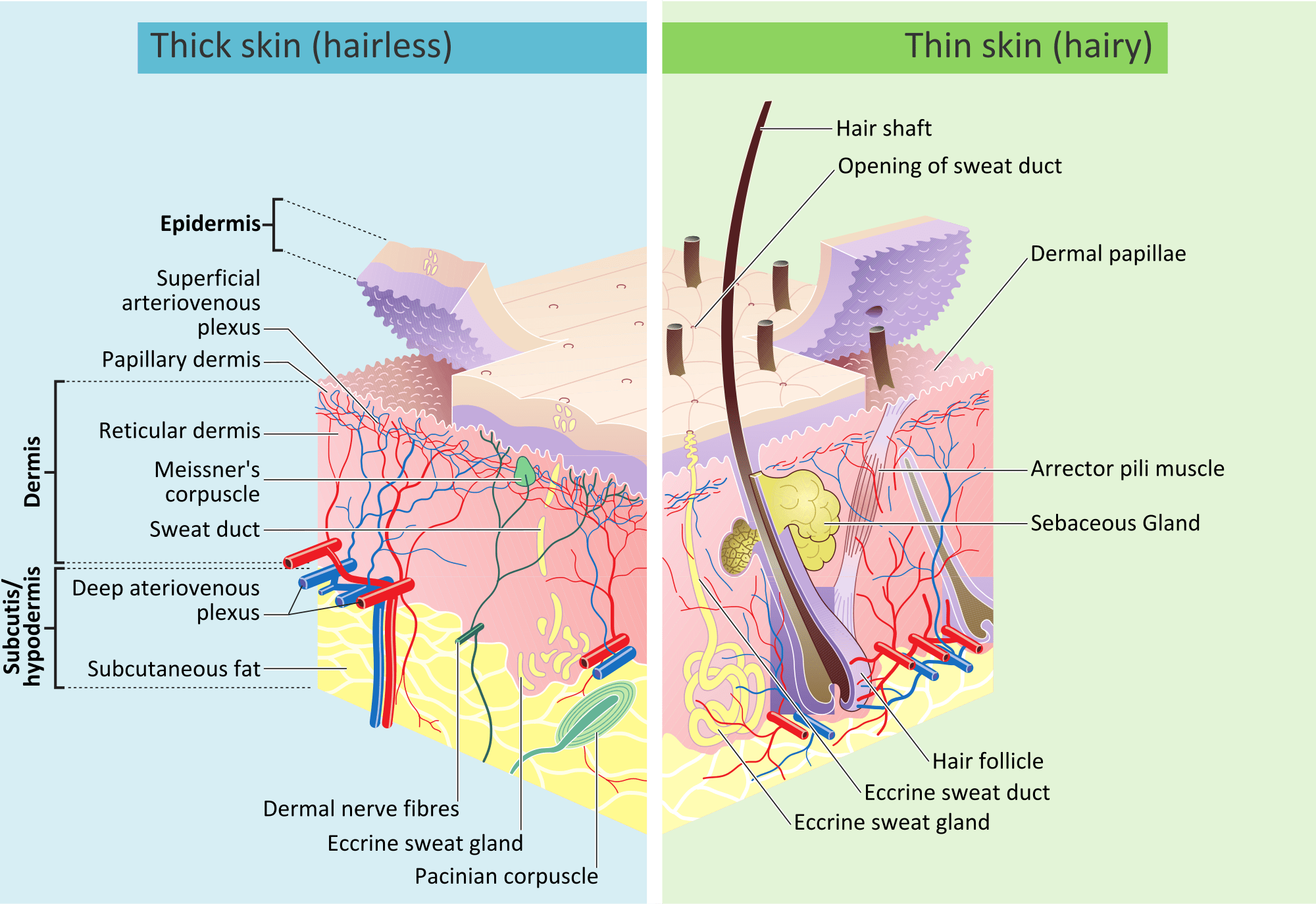 A simplified anatomical diagram of the skin, showing the the location of the eccrine sweat glands, as well as the exterior pores.