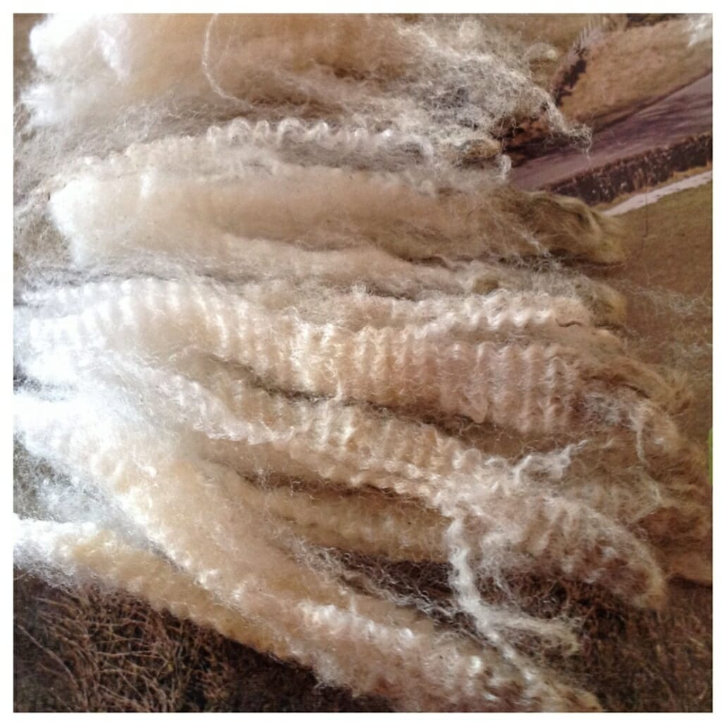 Highly crimped raw merino wool