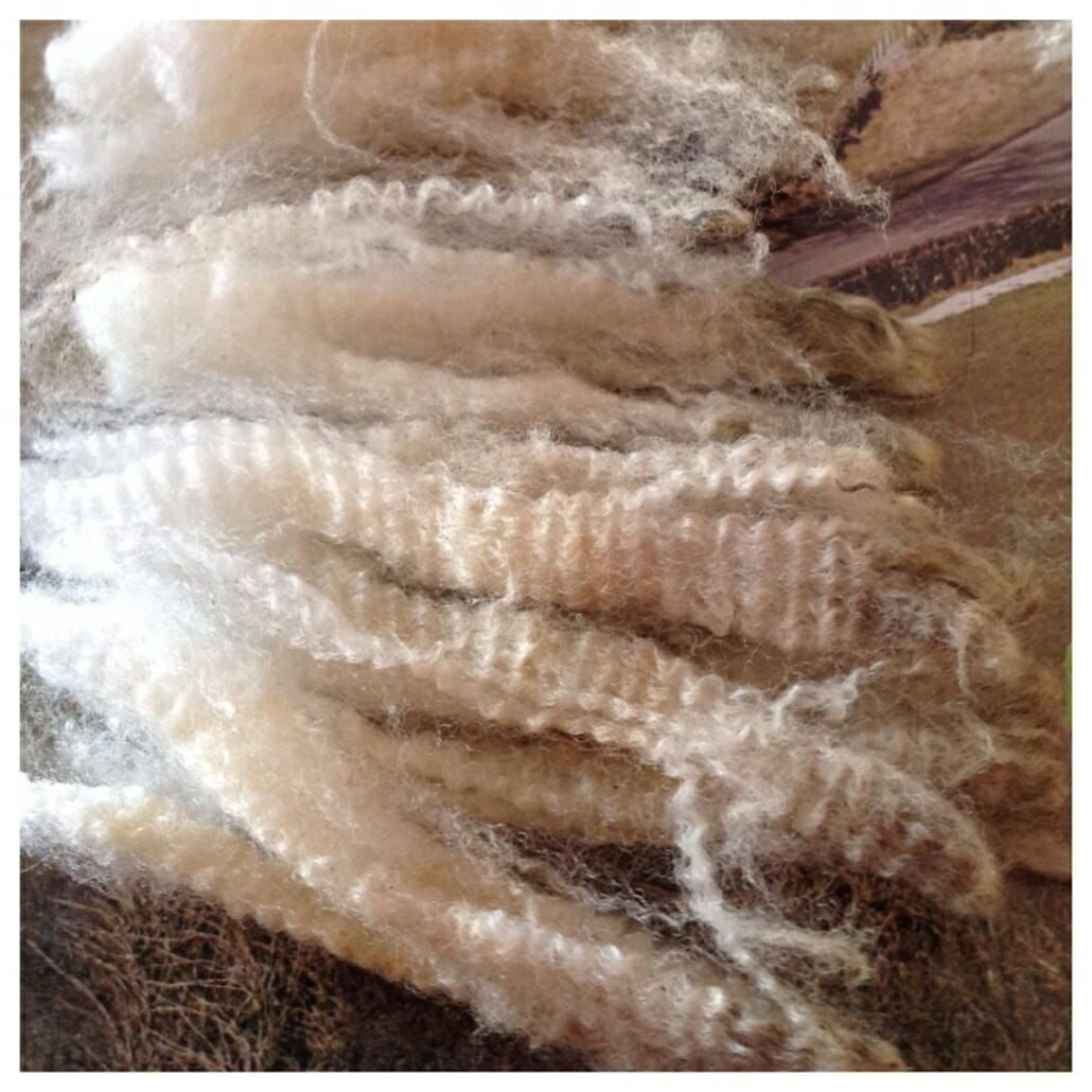 Highly Crimped Raw Merino Wool Highly crimped raw merino wool