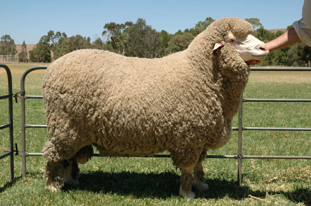 Merino sheep