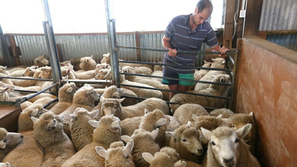 Shearing lambs in their first season