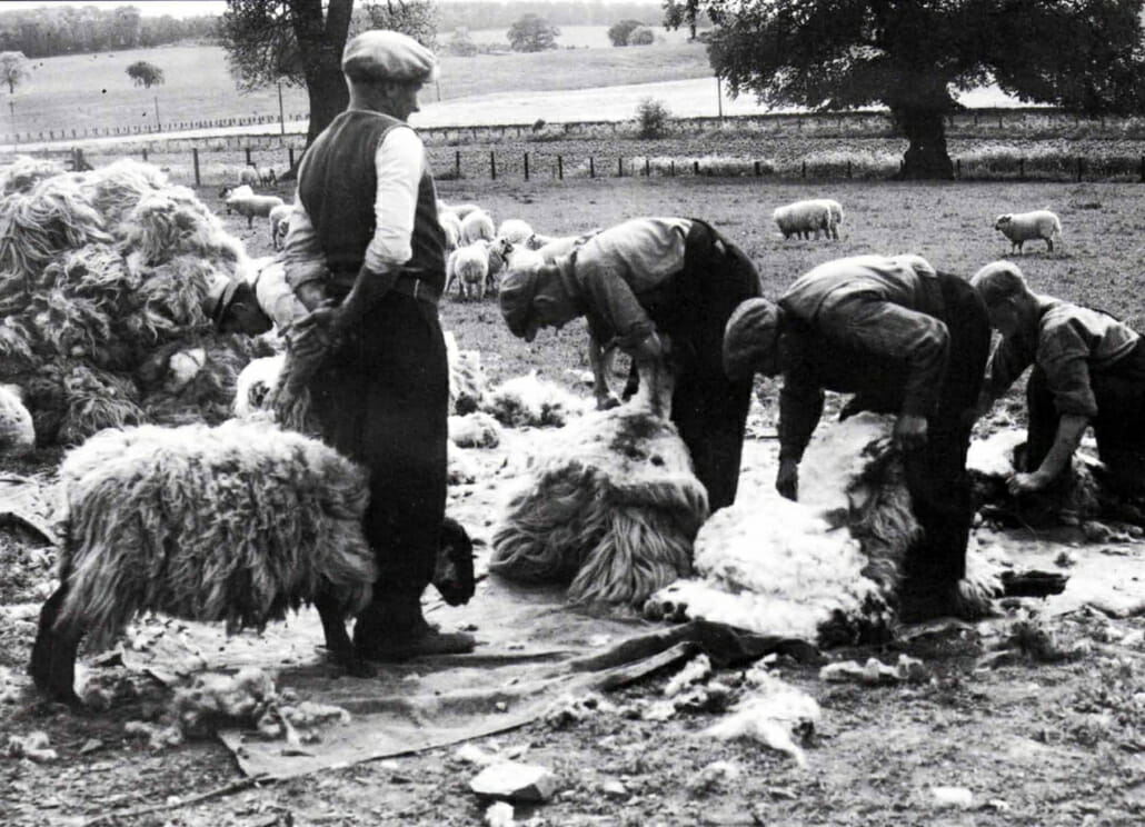 Sheep shearing by hand
