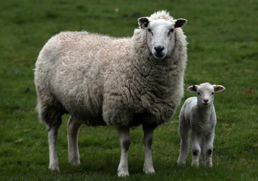 Sheep produce most of the world's wool