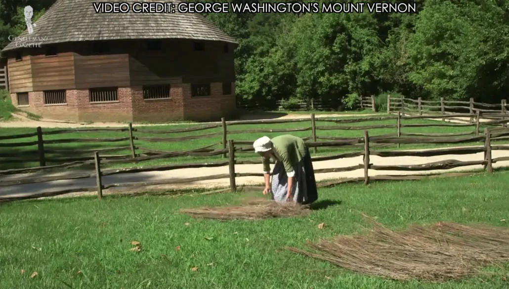 Once dry, the flax plant is gathered to be scutched and combed George Washington's Mount Vernon