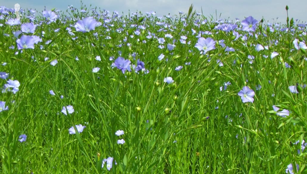 A field of flax plants, from which linen fibers are derived