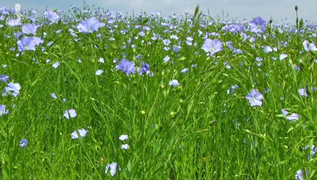 A field of flax plants, from which linen fibers are derived