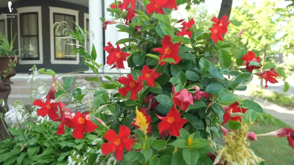 Mandevilla plant with blooming flowers