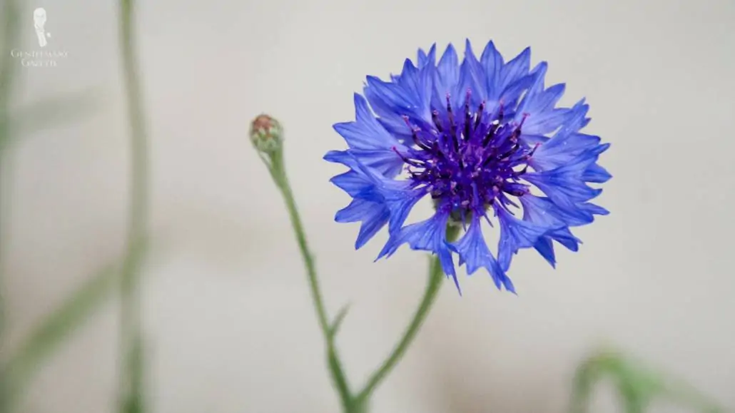A fresh bloom blue cornflower.
