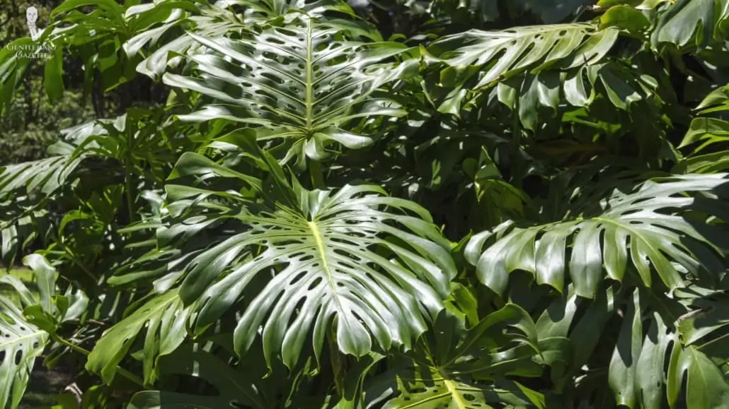 Split-leaf Philodendron or Monstera deliciosa