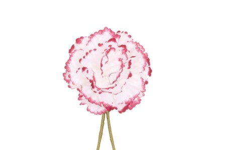 White and Magenta Mini Carnation Boutonniere Buttonhole Flower Fort Belvedere